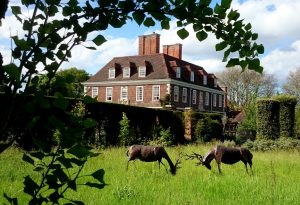 stags in rut sculptures