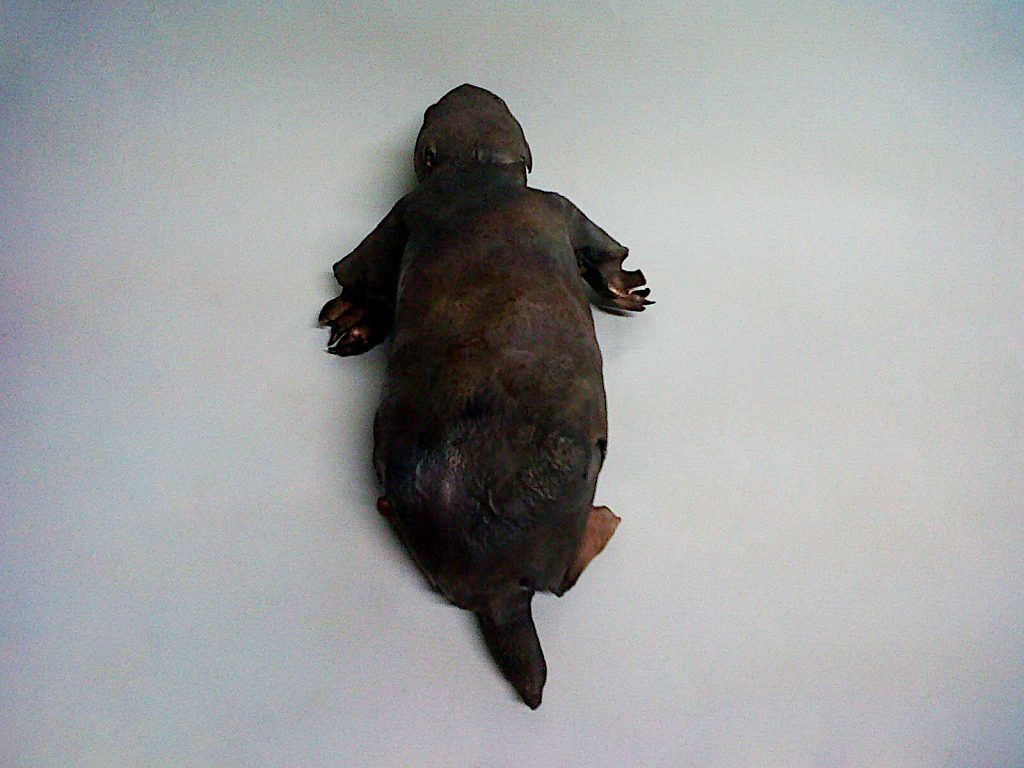 mole sculpture