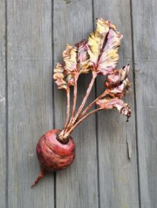 Emily Stone Copper Beetroot Sculpture